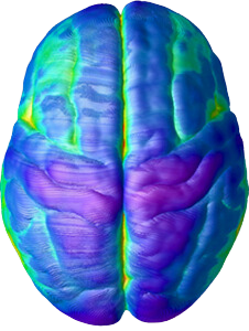 Brain at age 20