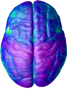 Brain at age 25