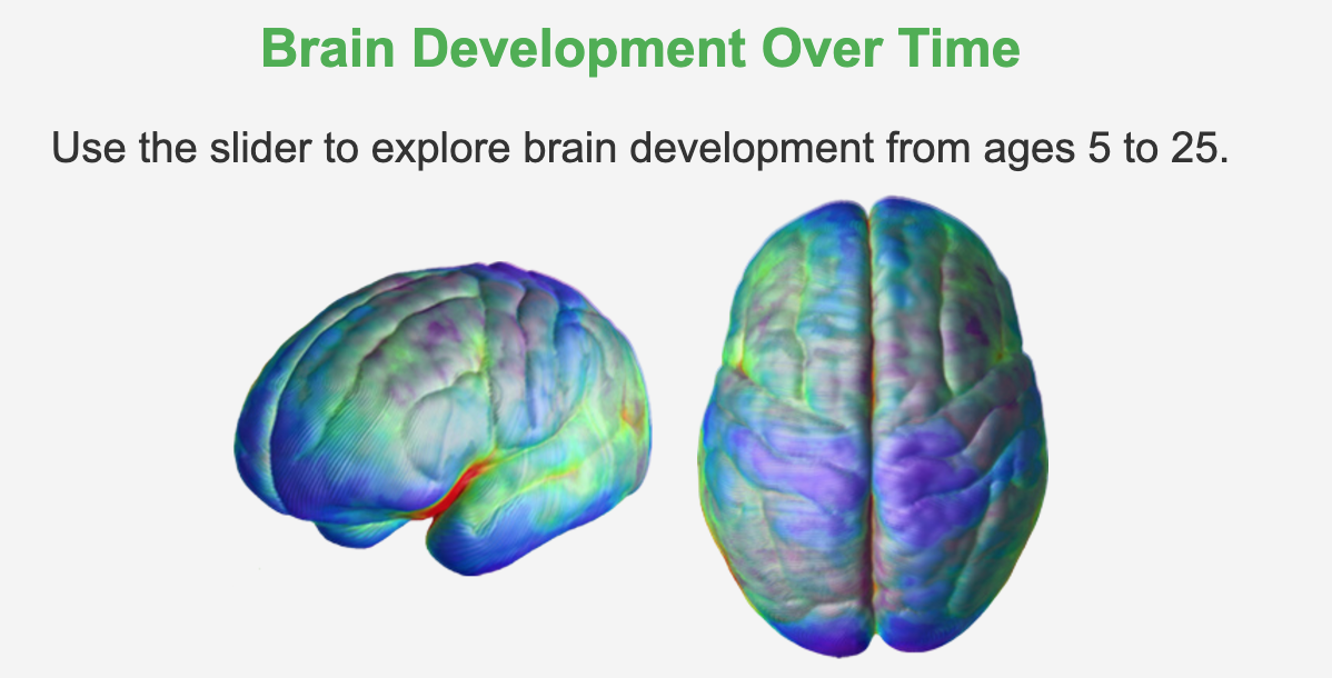 Brain Development Over Time