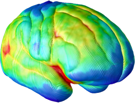 Side Brain at age 10